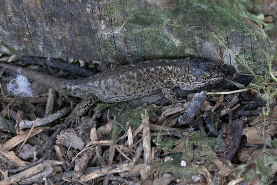 Image of Island Night Lizard