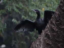 Image of Little Cormorant