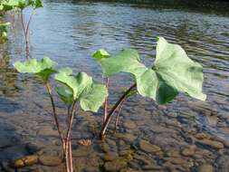 Image of Petasites radiatus (Gmel.) J. Toman