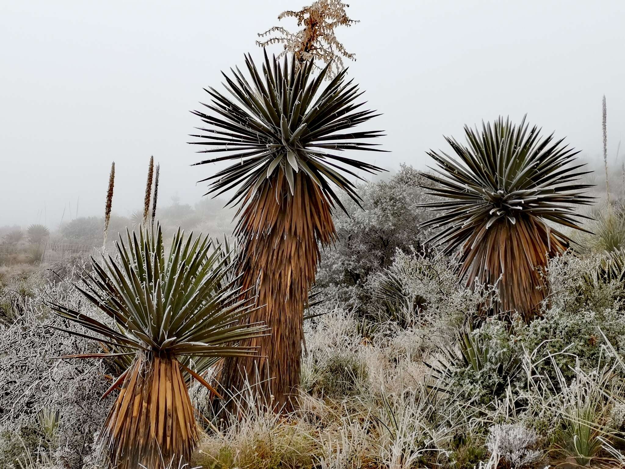 Sivun Yucca carnerosana (Trel.) McKelvey kuva