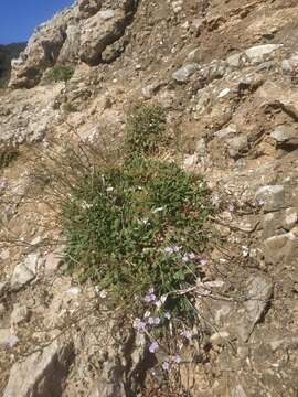 Imagem de Limonium sommierianum (Fiori) Arrigoni