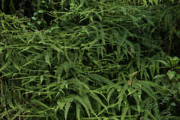 Image of Mexican Umbrella Fern