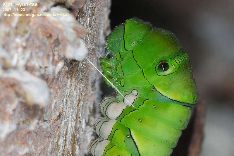 Слика од Papilio xuthus Linnaeus 1767