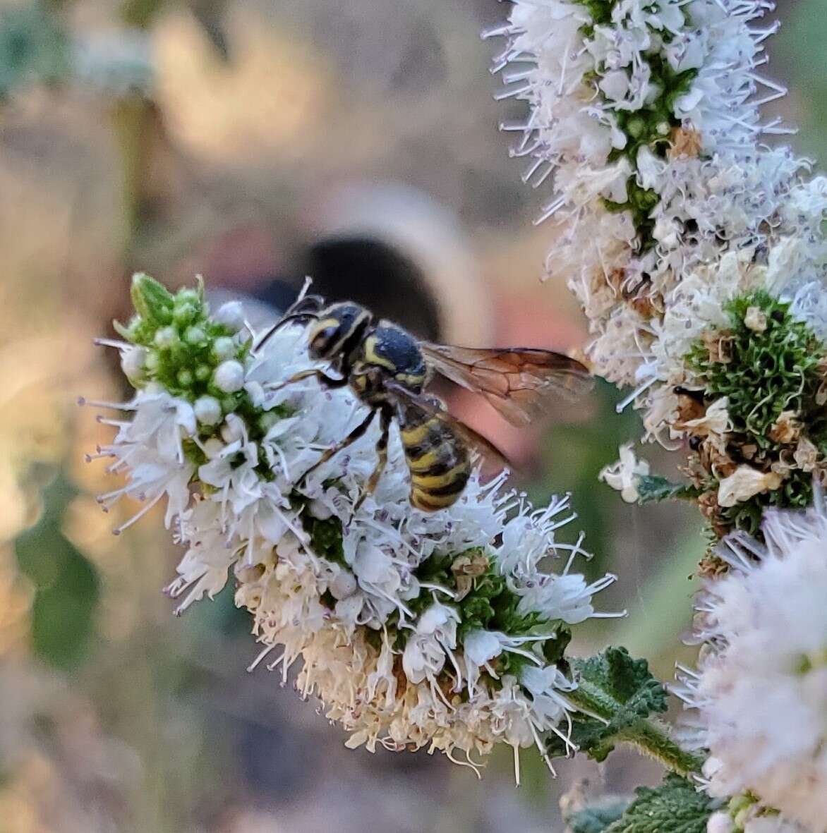 Image de Stelis laticincta Cresson 1878