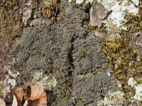 Image of Austroamerican skin lichen