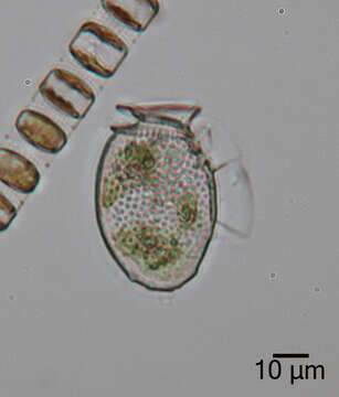 صورة Dinophysis acuminata