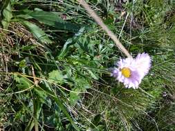 Image de Erigeron caucasicus subsp. venustus (Botsch.) Grierson