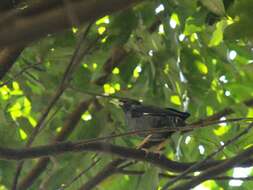 Image of Crested Myna