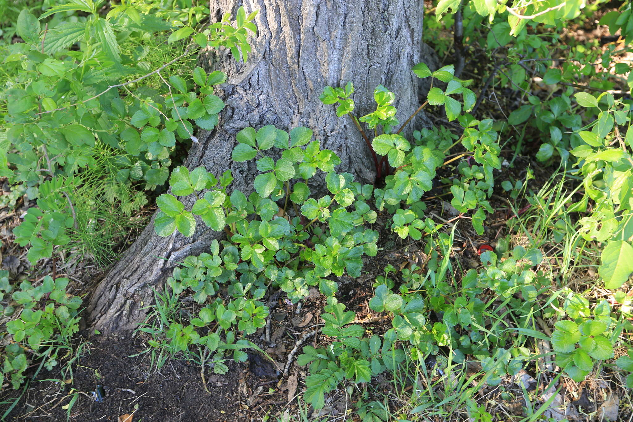 Imagem de Ligusticum scoticum subsp. hultenii (Fern.) Calder & Roy L. Taylor