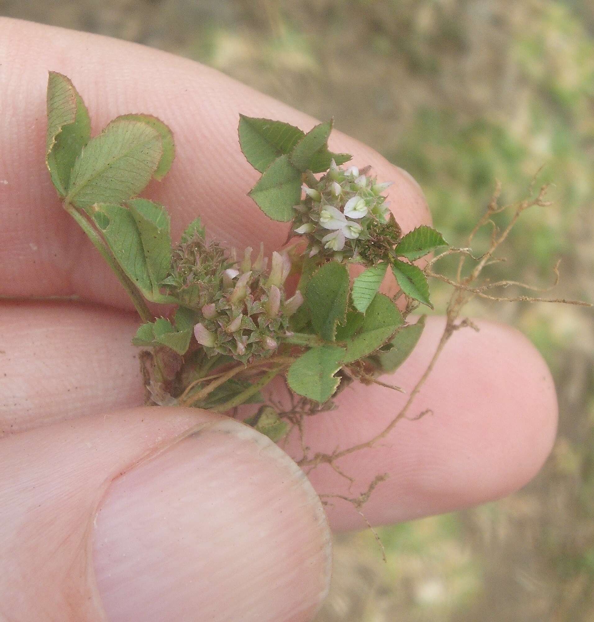 Image de Trifolium glomeratum L.