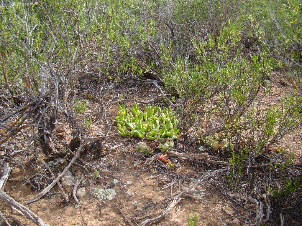 Image of Glottiphyllum depressum (Haw.) N. E. Br.