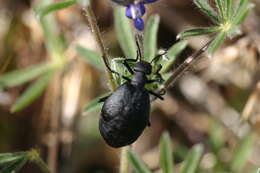 Image of Cordylospasta