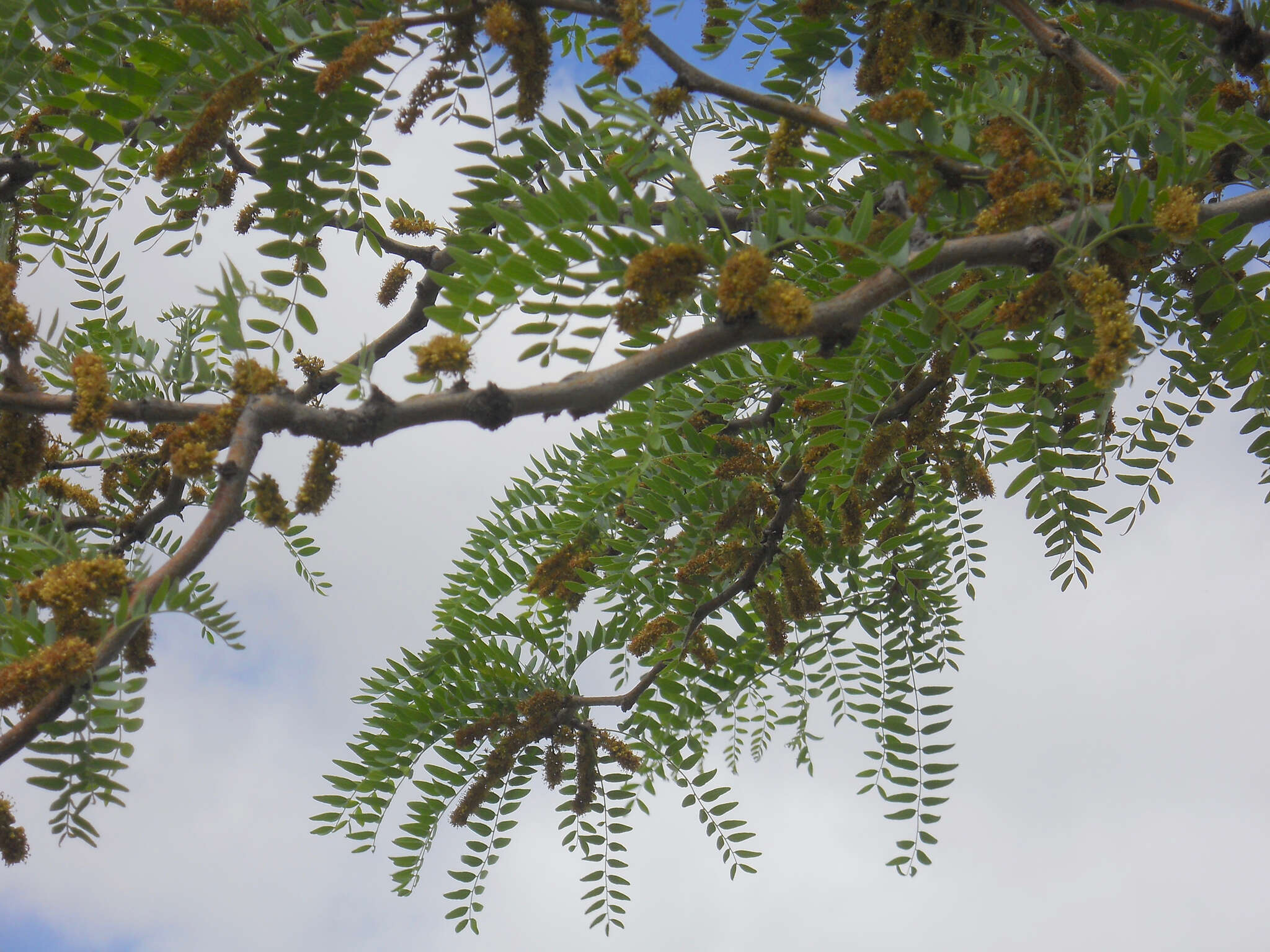 Image of Gleditsia triacanthos f. inermis (L.) C. K. Schneid.