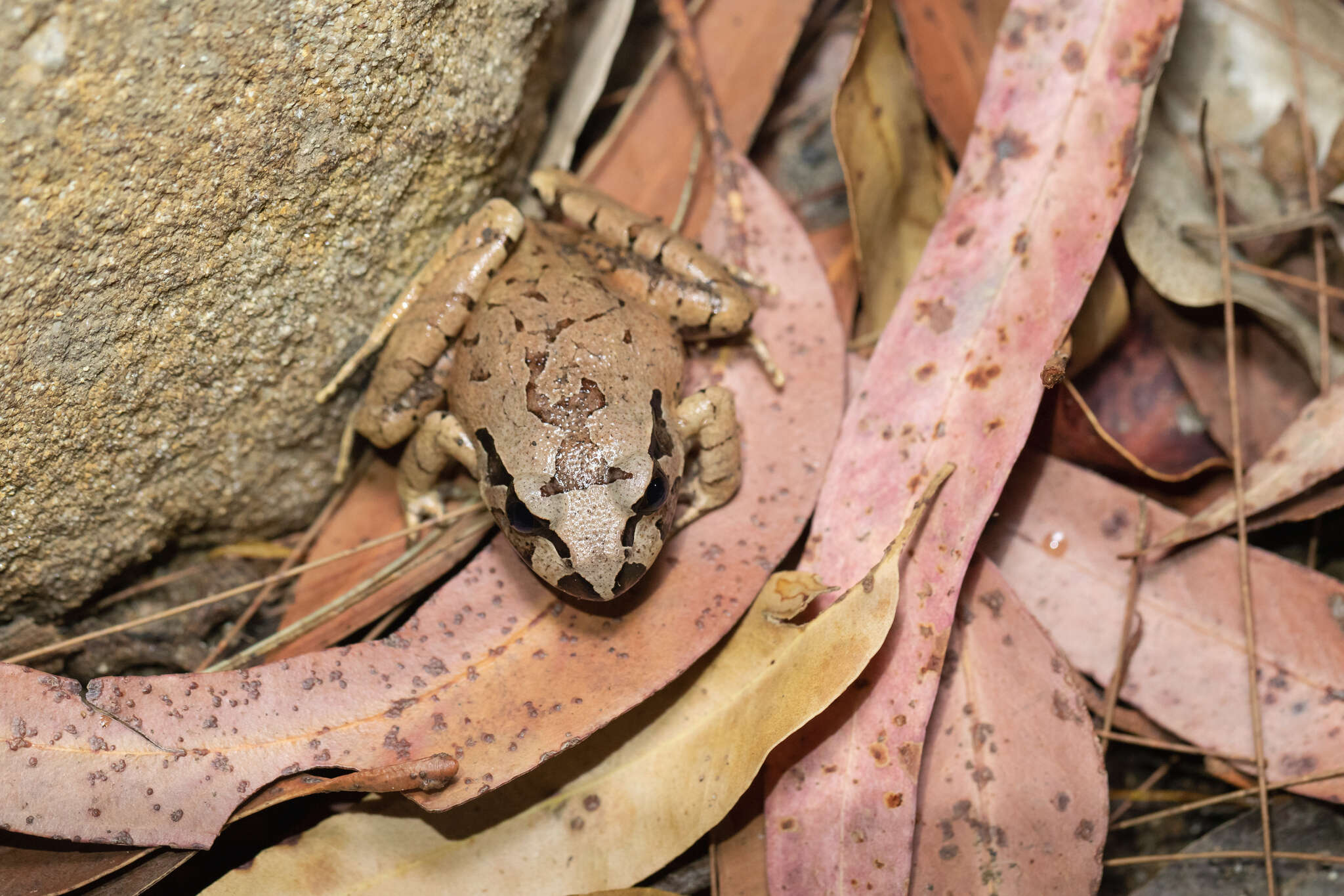 Image of Grey Barred Frog