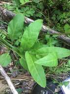 Andersonglossum boreale (Fernald) J. I. Cohen的圖片