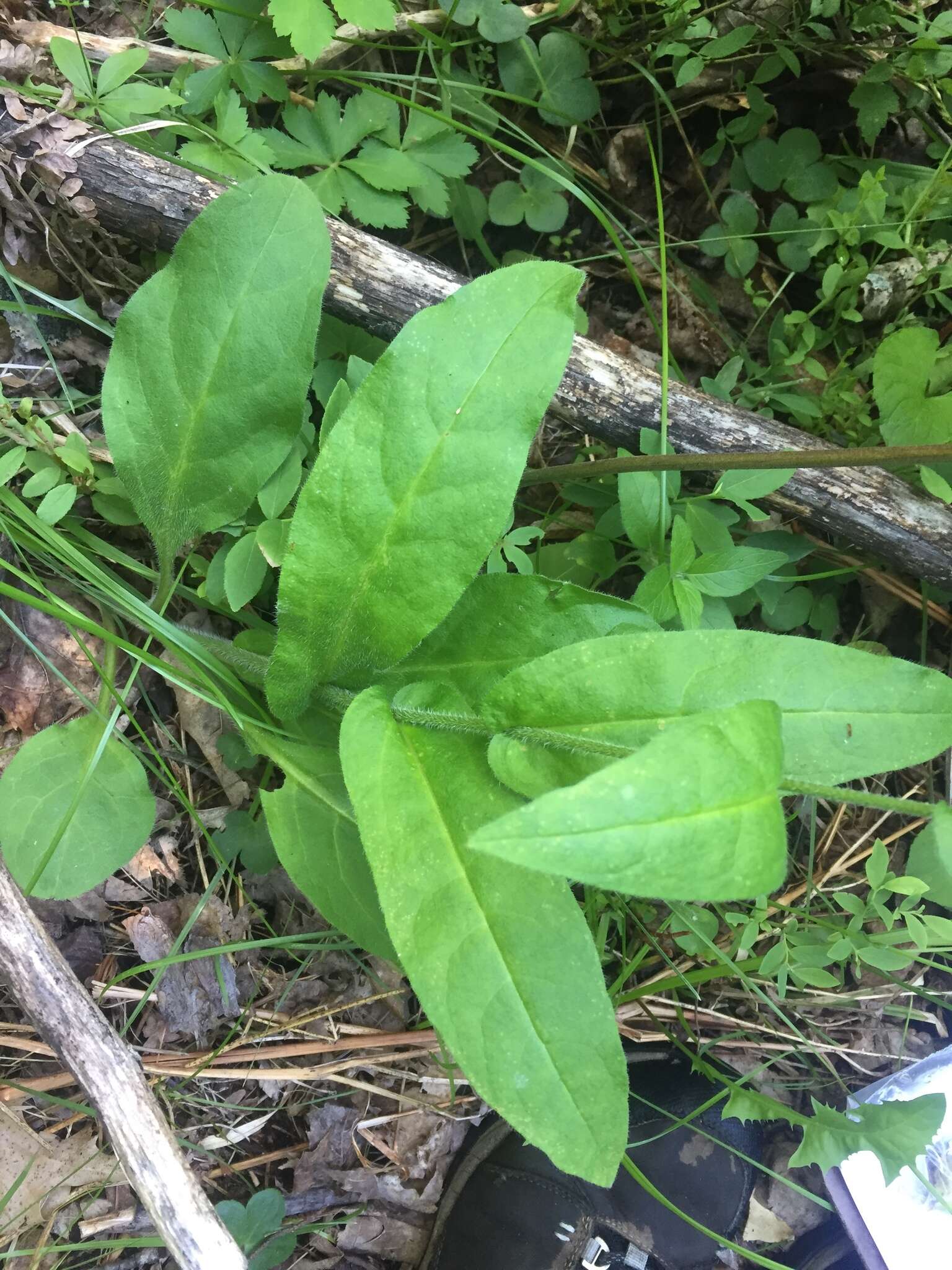 Plancia ëd Andersonglossum boreale (Fernald) J. I. Cohen