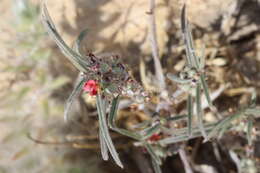 Image of Indigofera linifolia (L. fil.) Retz.