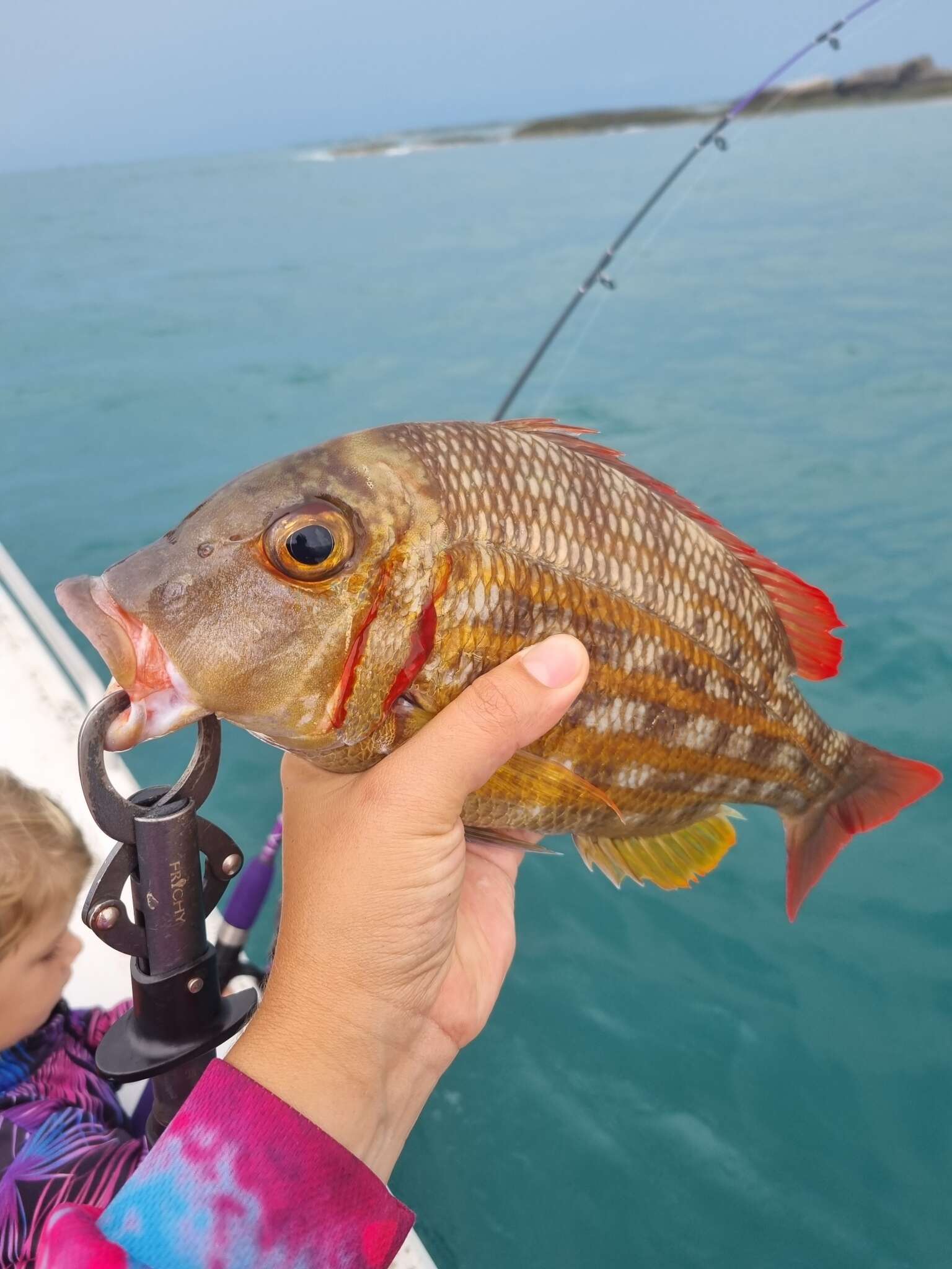 Imagem de Lethrinus ornatus Valenciennes 1830