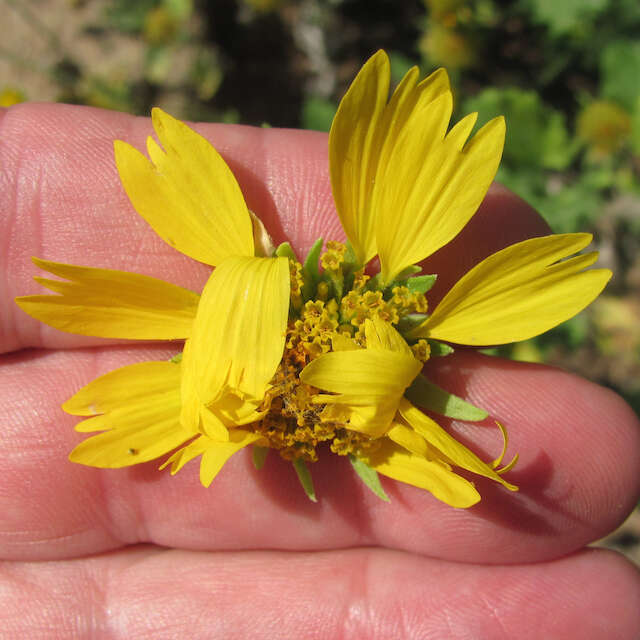 Image of Sunflower moth
