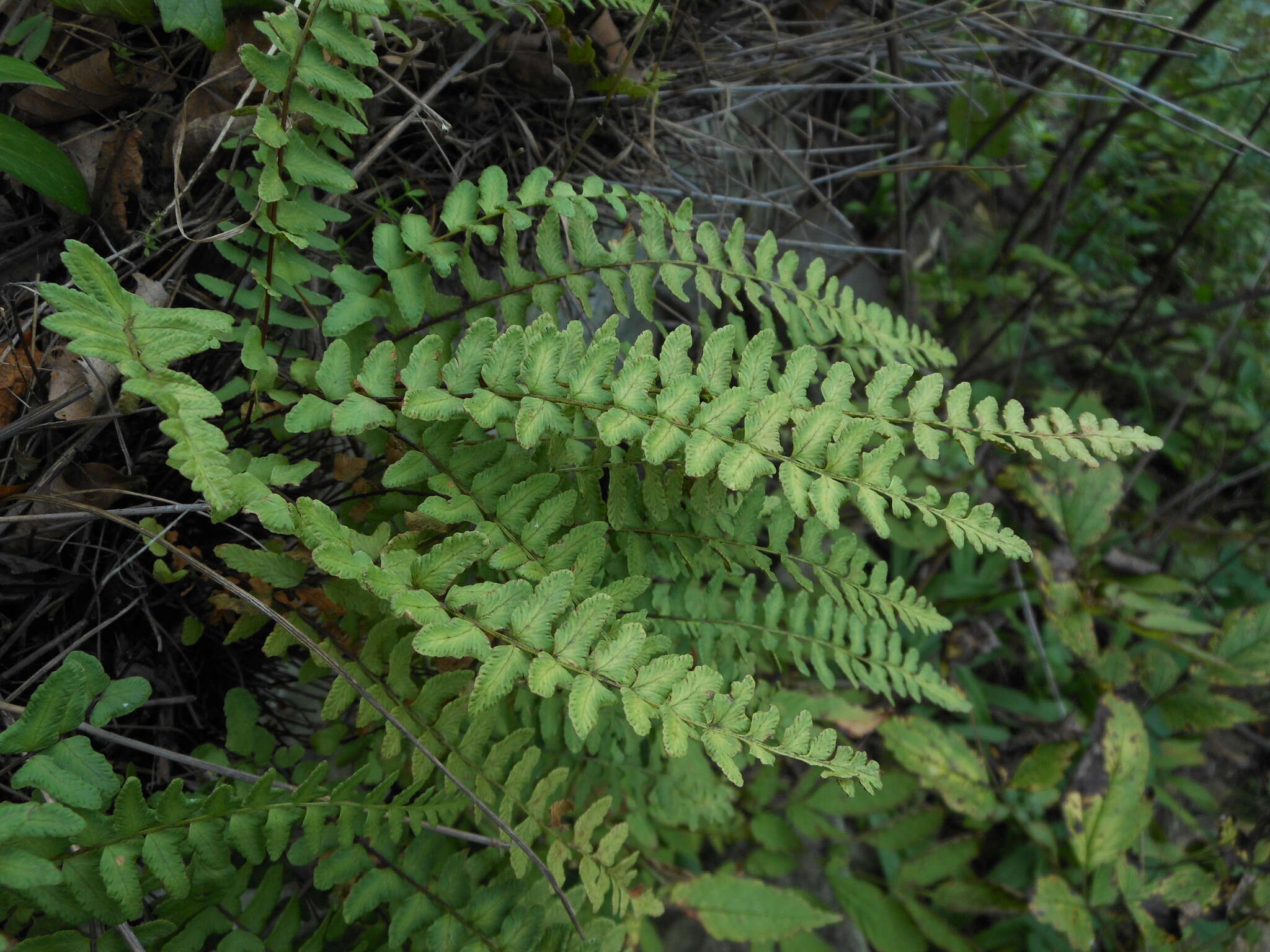 Image of Woodsia polystichoides D. C. Eat.