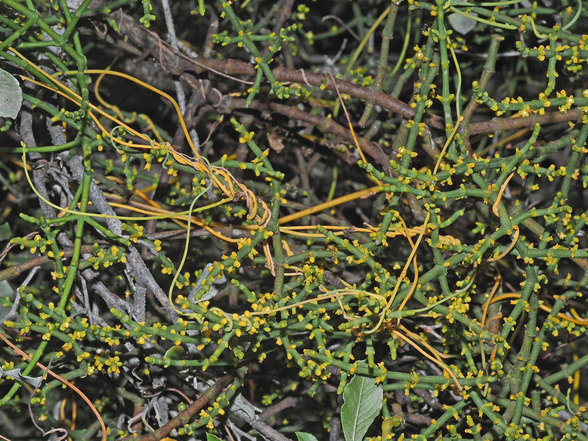 Image of Hooley Mistletoe