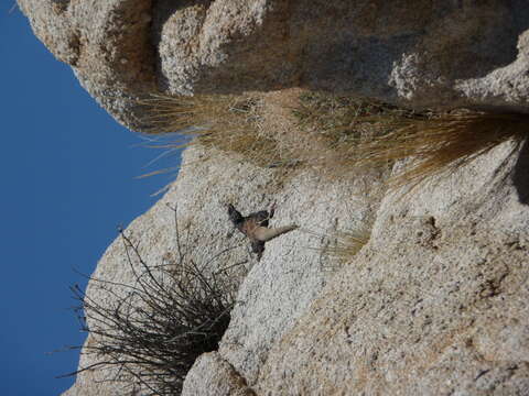 Image of Common Chuckwalla