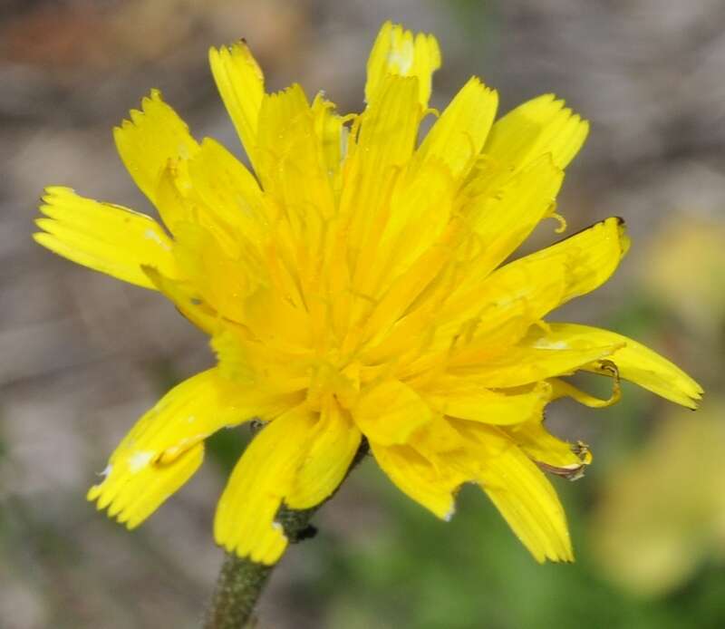 Image of Scorzoneroides carpetana (Lange) Greuter