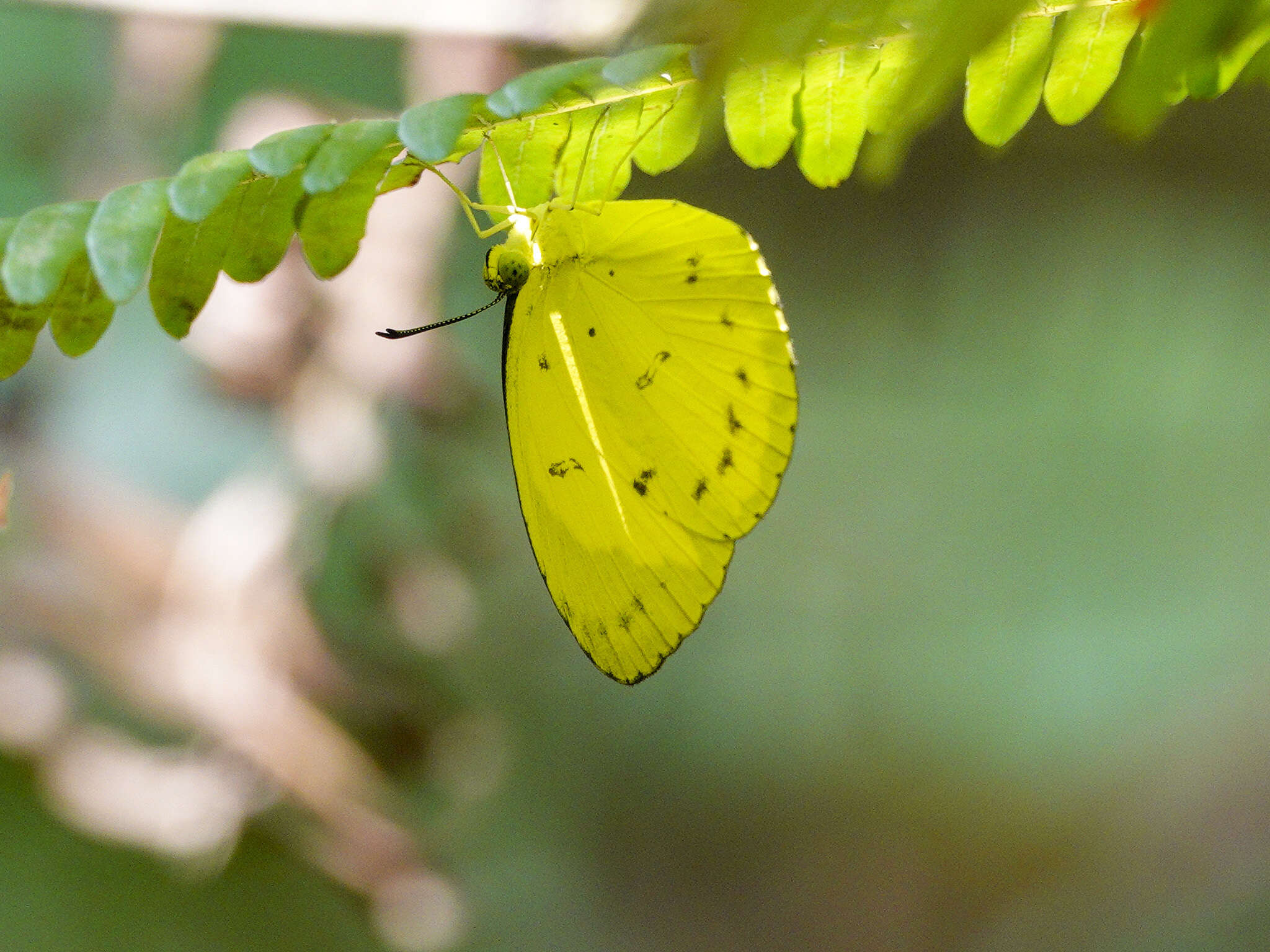 Imagem de Eurema nicevillei (Butler 1898)