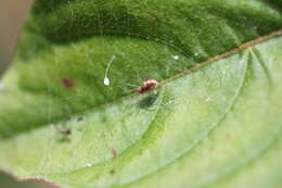 Image of Emblyna florens (Ivie & Barrows 1935)