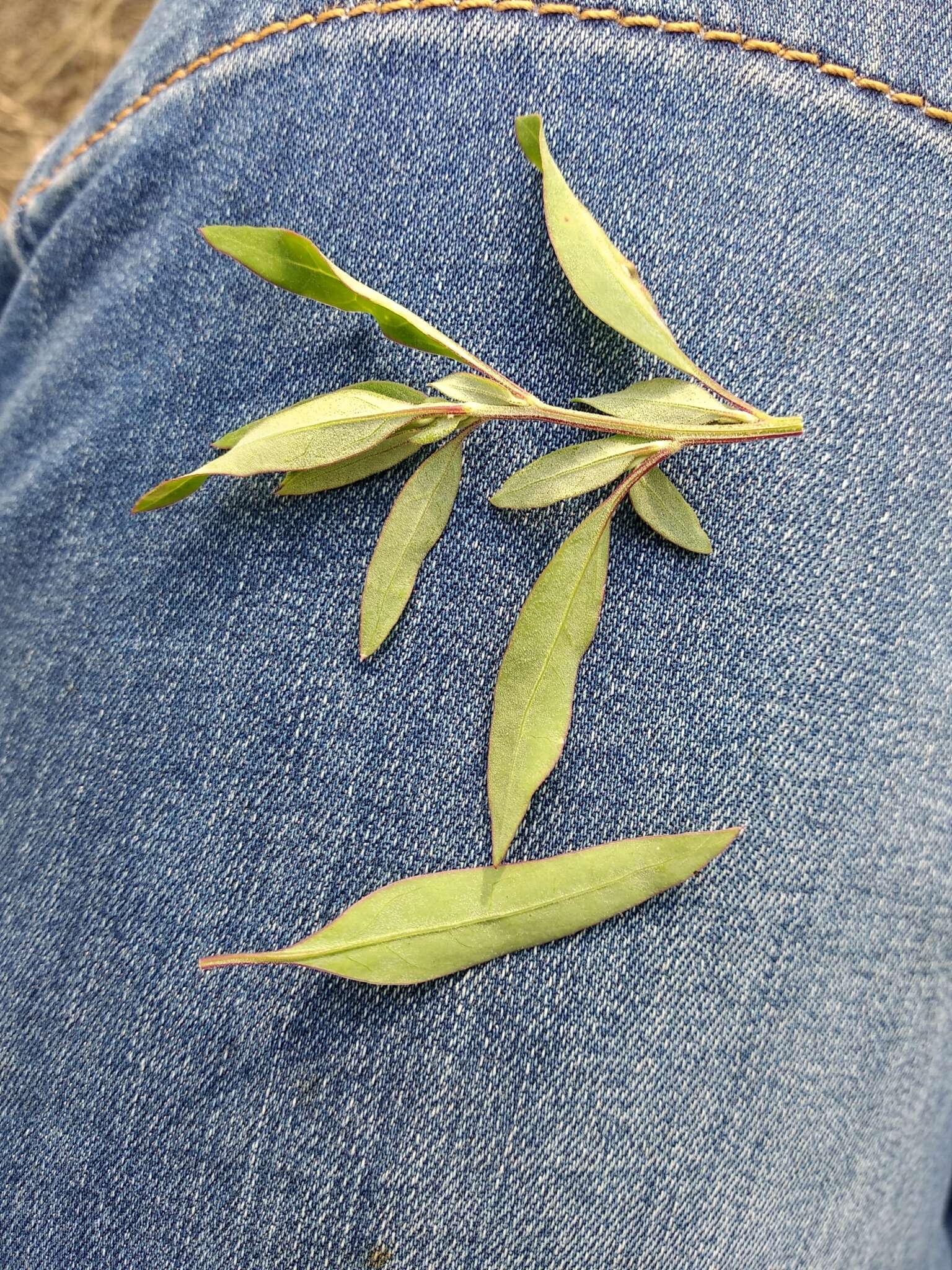 Plancia ëd Chenopodium strictum Roth