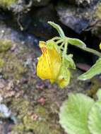 Image of Calceolaria crenatiflora Cav.