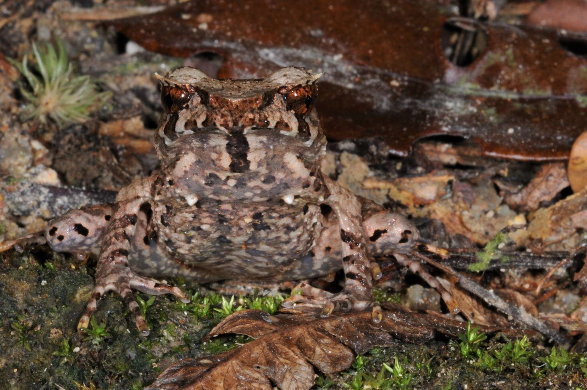 Image of Megophrys longipes Boulenger 1886