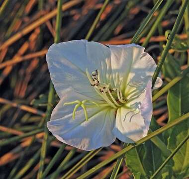 Image of <i>Oenothera centaurifolia</i>