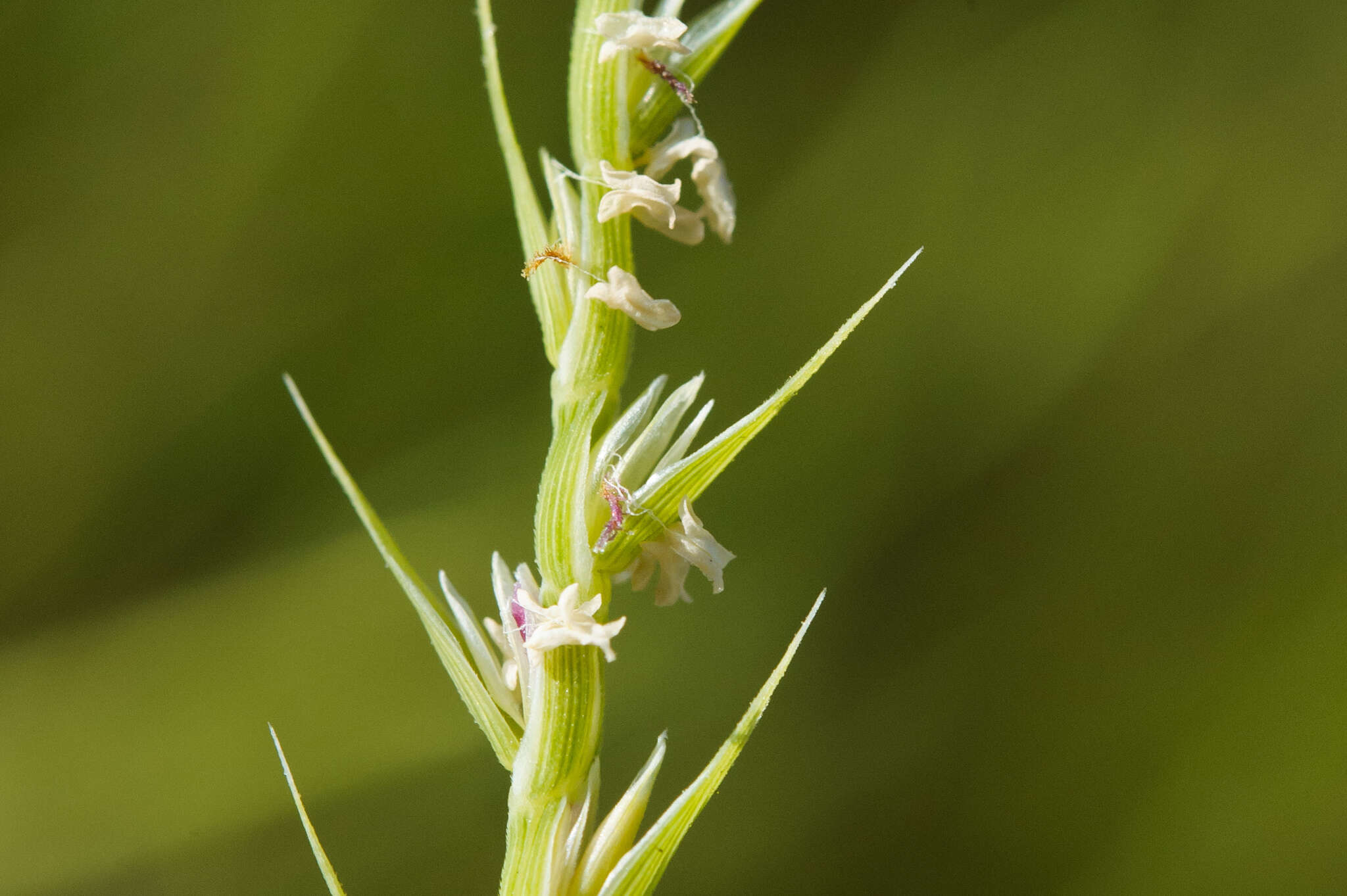 Plancia ëd Lepturus repens (G. Forst.) R. Br.