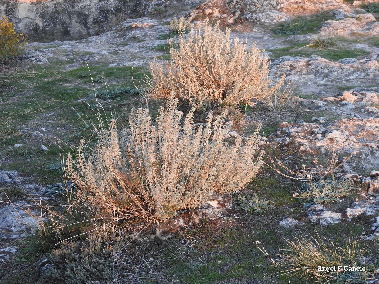 Слика од Mercurialis tomentosa L.