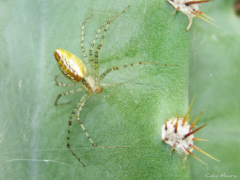 Image of Peucetia flava Keyserling 1877