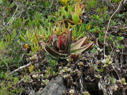 Слика од Gasteria polita van Jaarsv.