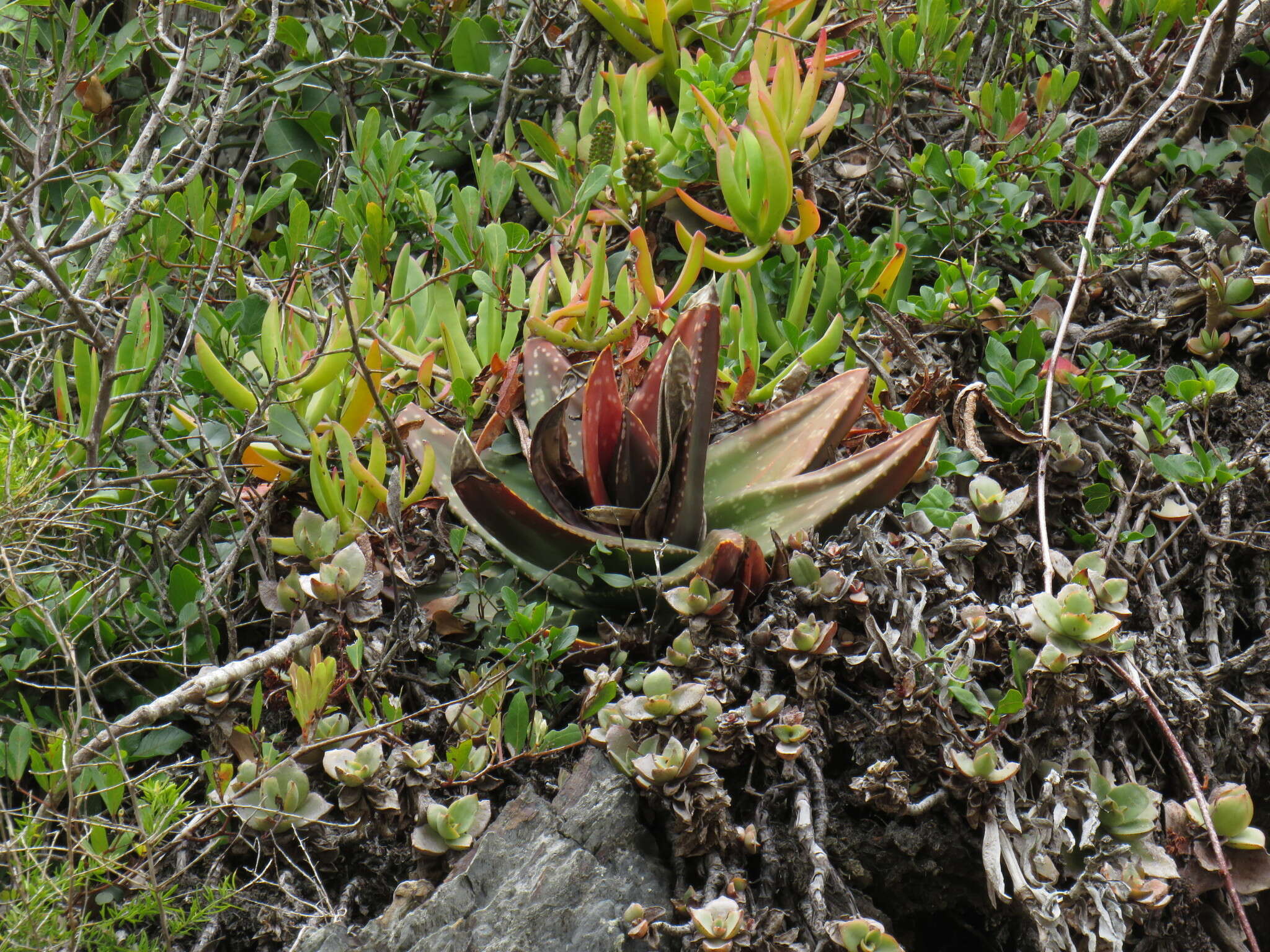 Слика од Gasteria polita van Jaarsv.