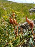 Oxytropis grandiflora (Pall.) DC. resmi