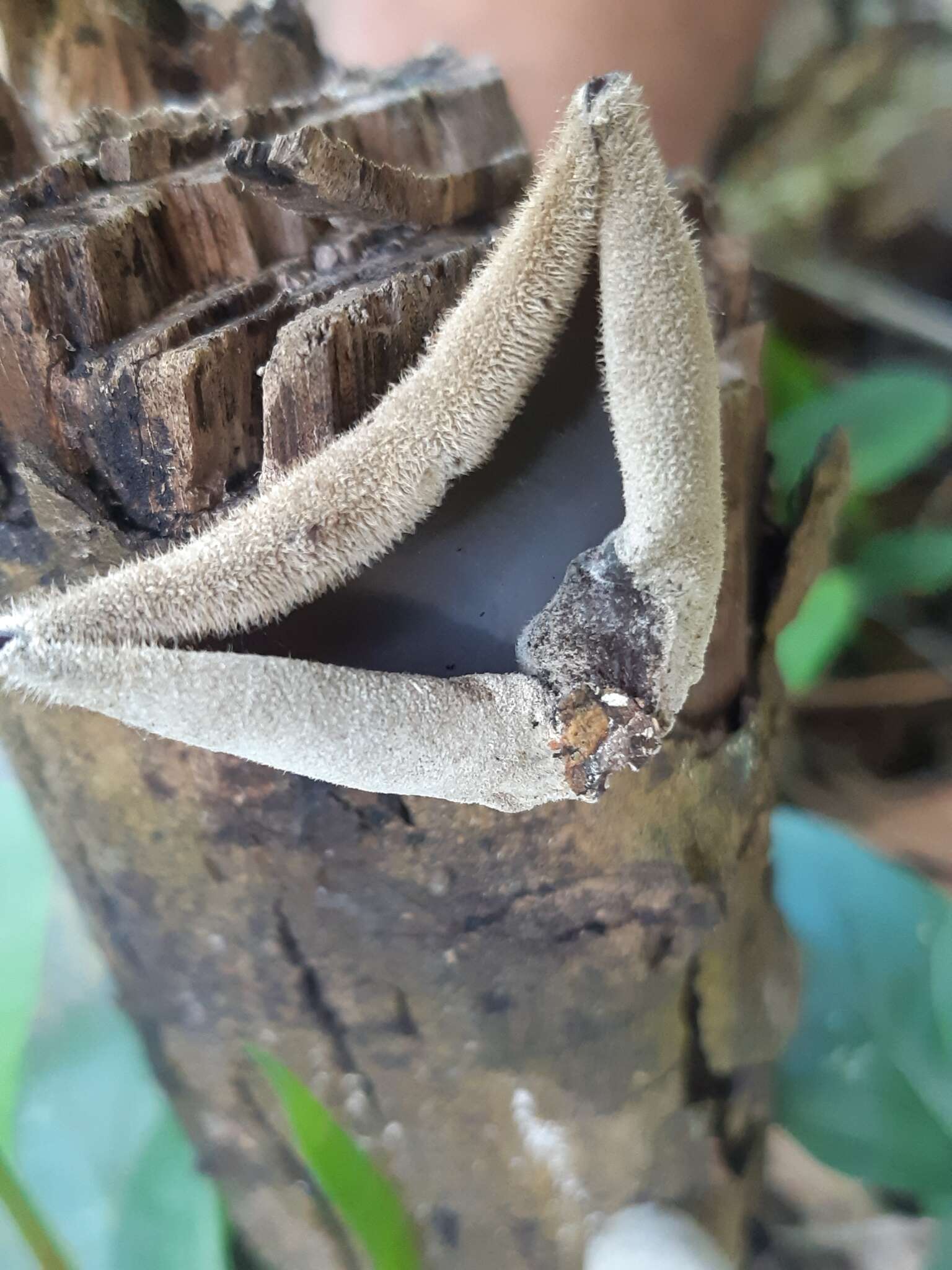 Image of Auricularia nigricans (Sw.) Birkebak, Looney & Sánchez-García 2013