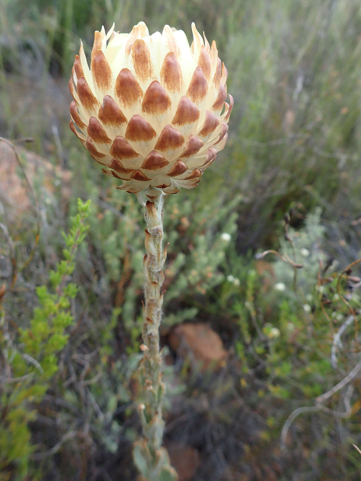 Plancia ëd Syncarpha variegata (Berg.) B. Nord.