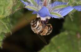 Image of Anthophora crassipes Lepeletier 1841