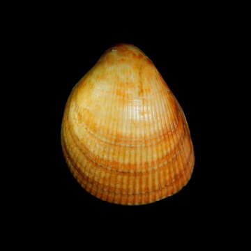 Image of oblong cockle