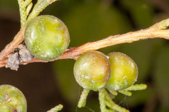 Image of Juniperus phoenicea subsp. turbinata (Guss.) Nyman