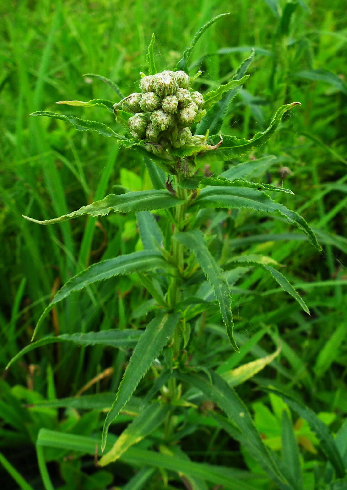 Image of Achillea alpina subsp. camtschatica (Heimerl) Kitam.