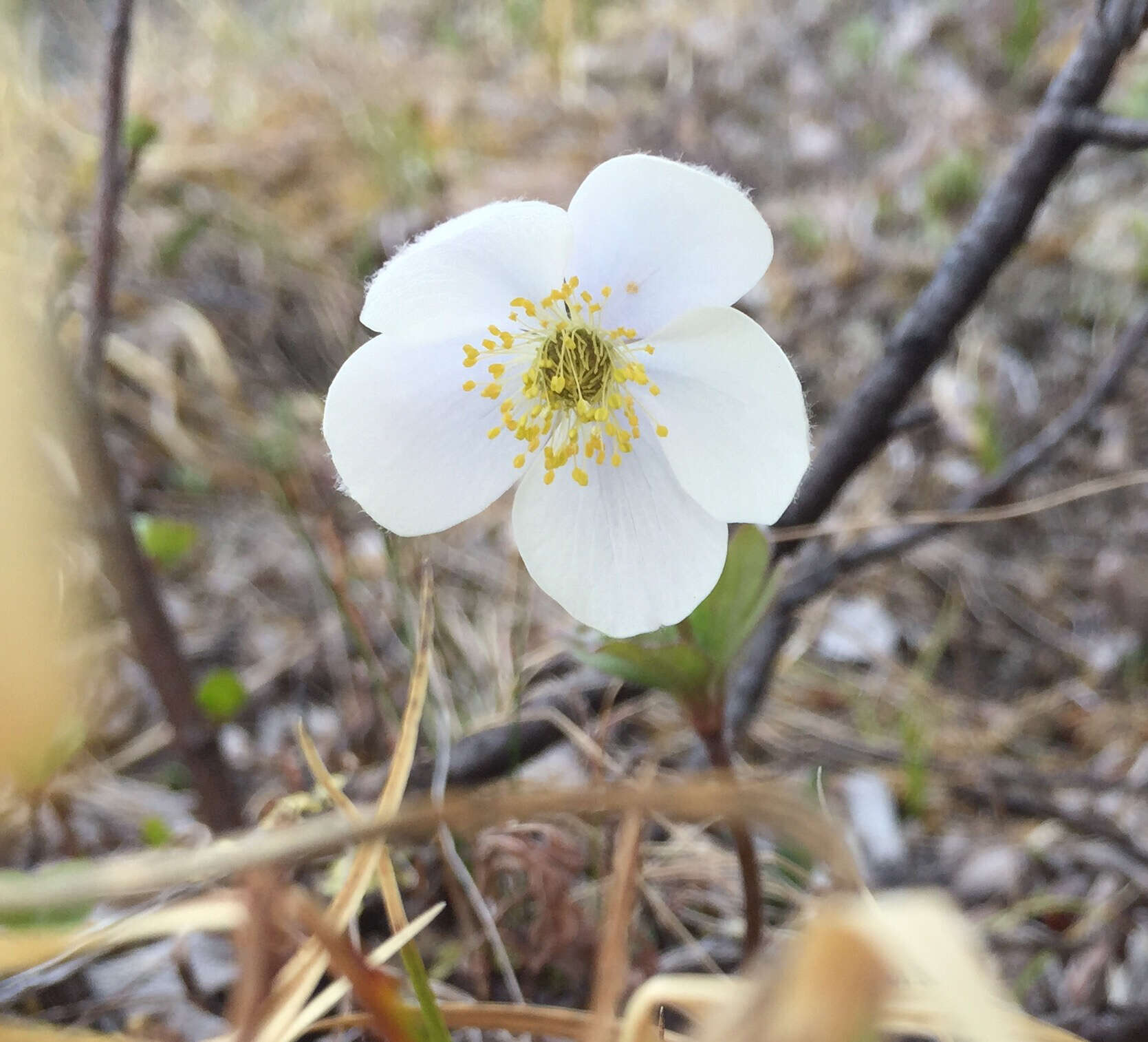 Anemone parviflora Michx. resmi