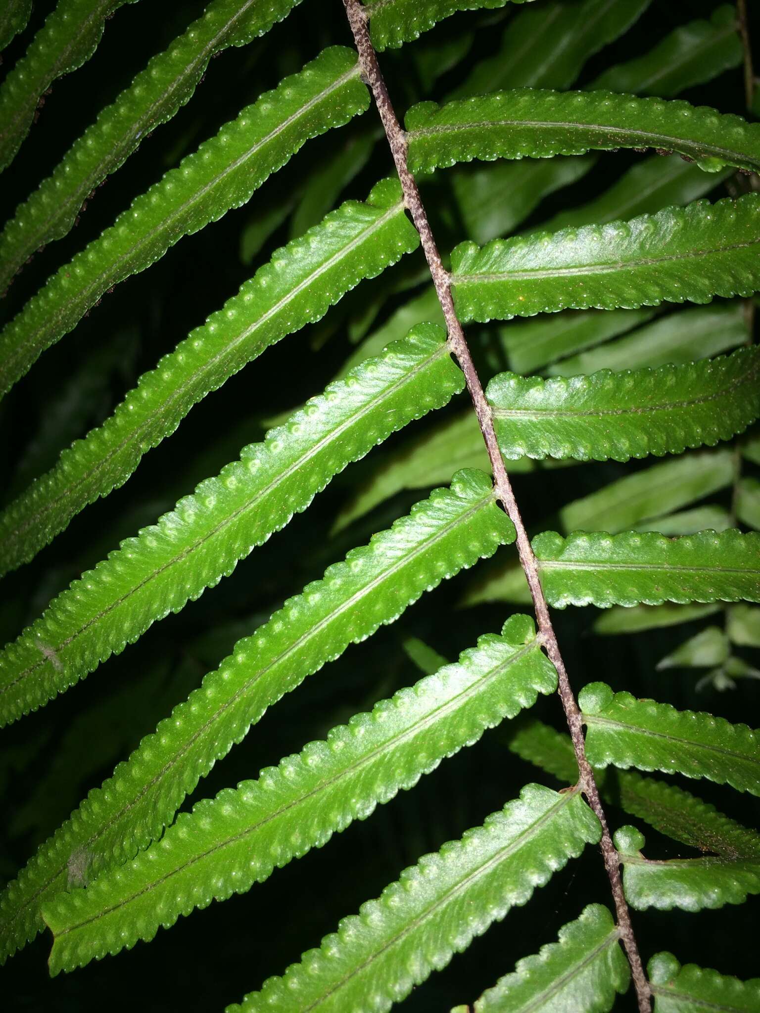 Image of giant swordfern