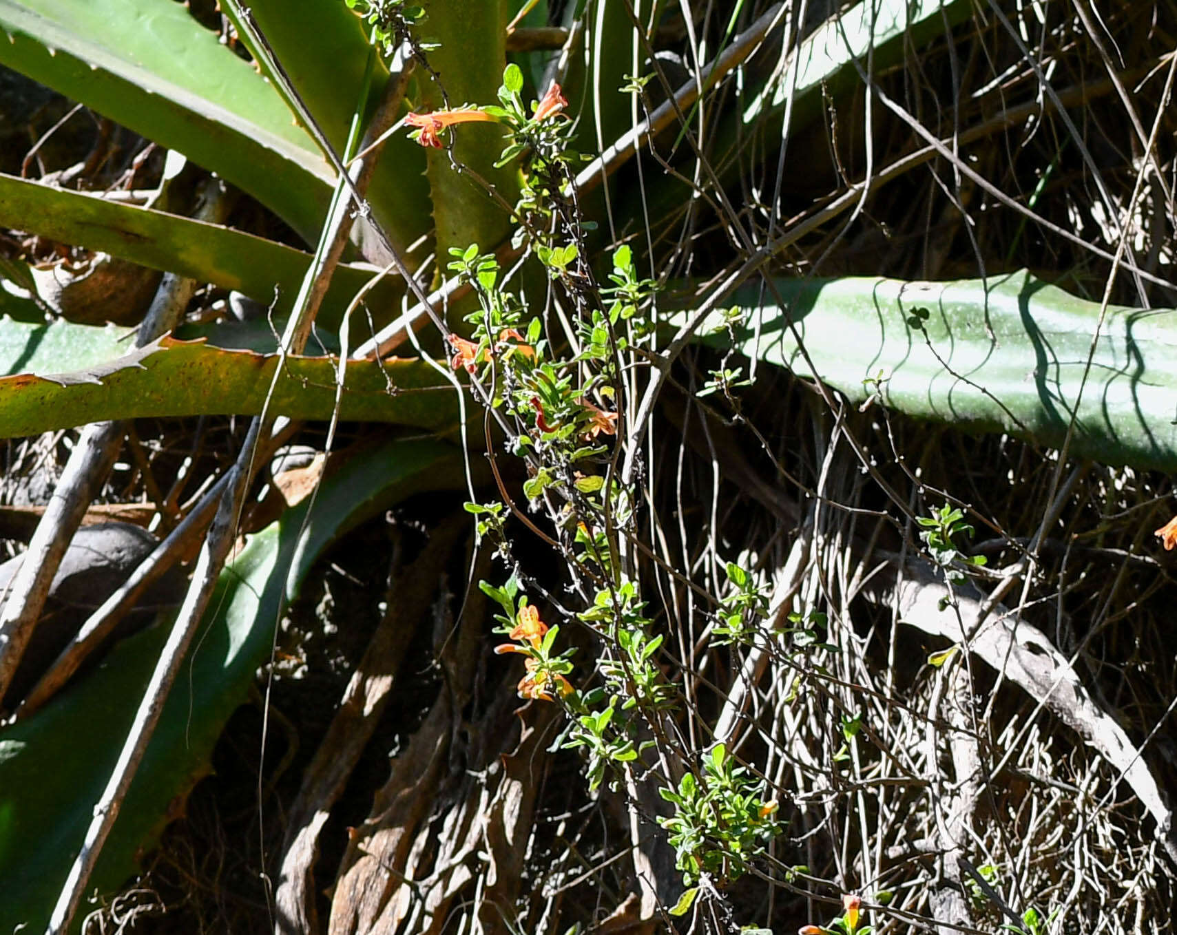 Image of Clinopodium tomentosum (Kunth) Govaerts