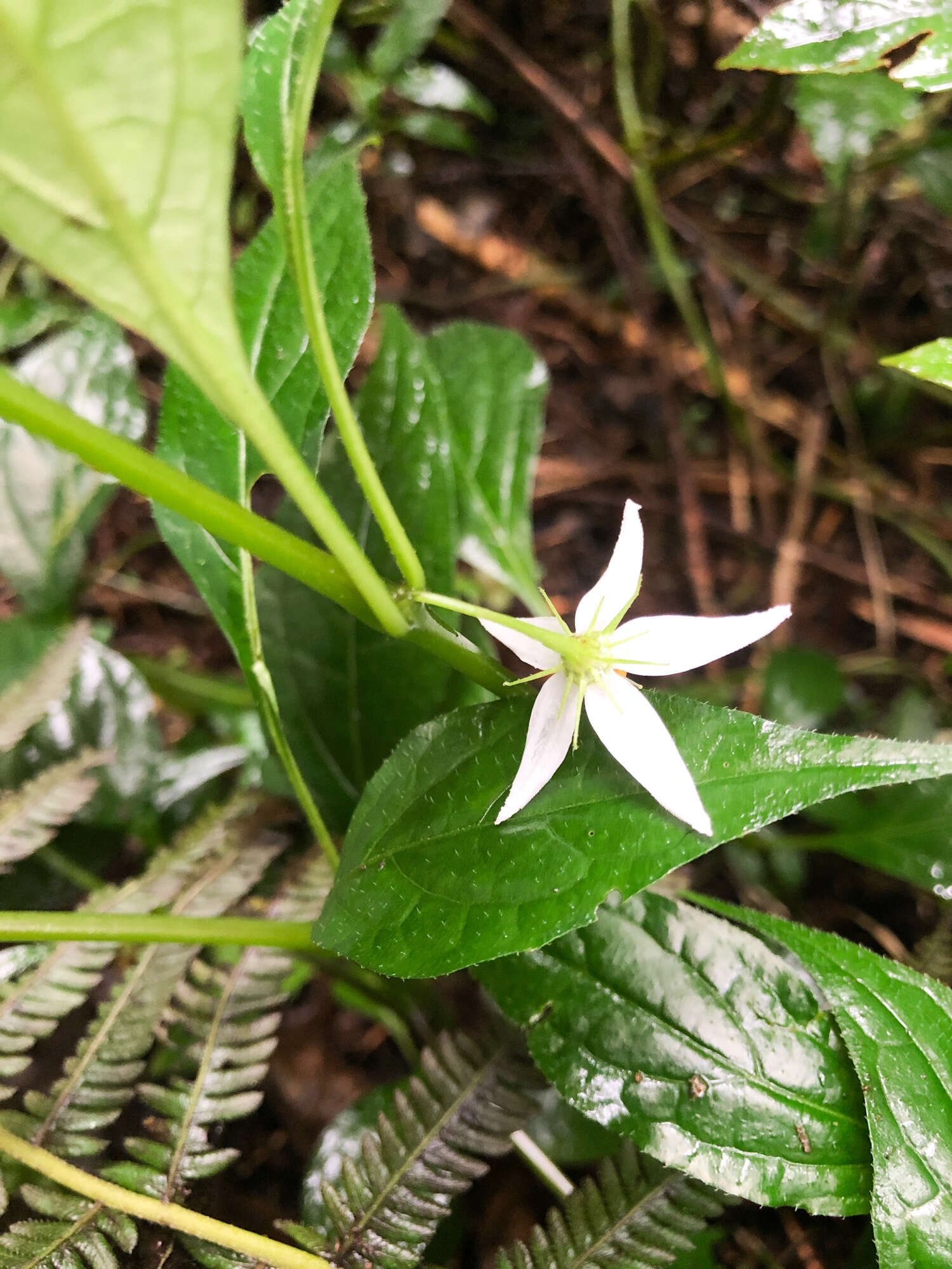 Image of Lycianthes lysimachioides (Wall.) Bitter