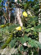 Image of Gaudichaud's senna